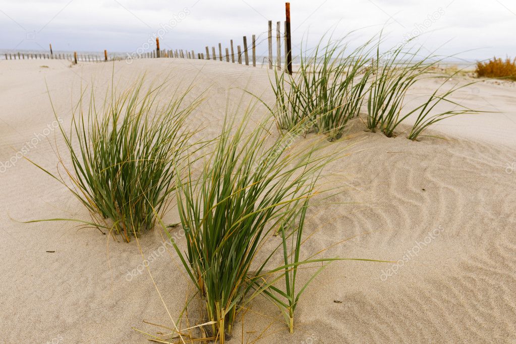 White sand dunes with a fence and grass.