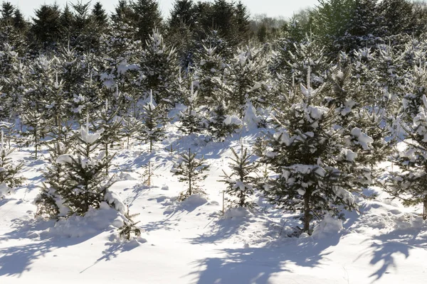 Bosque árbol de Navidad . —  Fotos de Stock