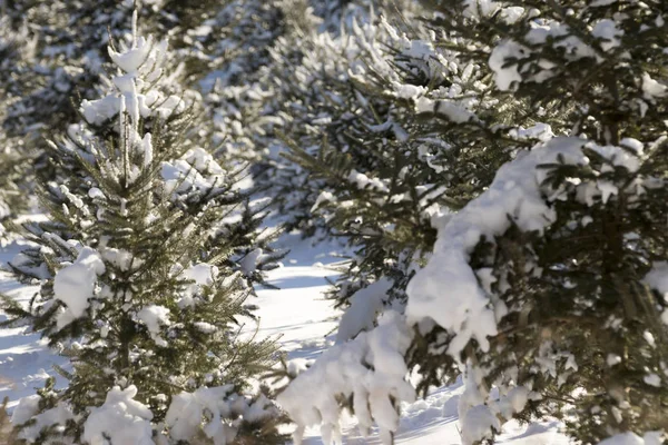 Christmas Tree forest. — Stock Photo, Image