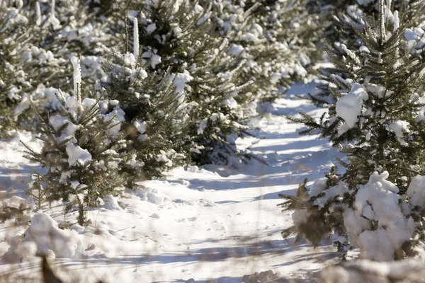 Bosque árbol de Navidad . —  Fotos de Stock