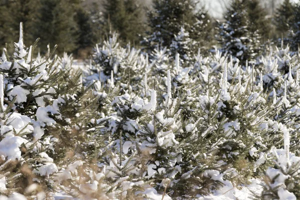 Christmas Tree forest. — Stock Photo, Image