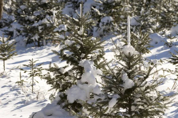 Bosque árbol de Navidad . —  Fotos de Stock