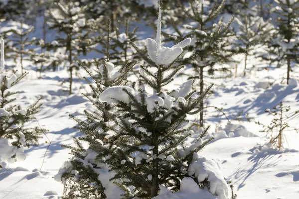 Christmas Tree forest. — Stock Photo, Image