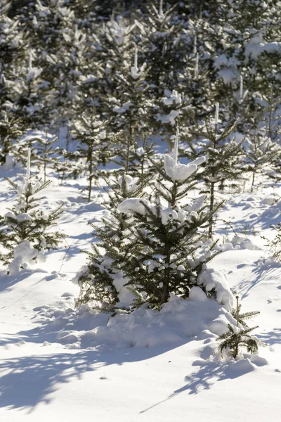 Christmas Tree forest. — Stock Photo, Image