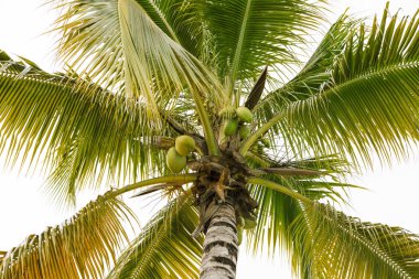 Karayipler ada cenneti.