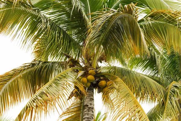 Île des Caraïbes paradis . — Photo