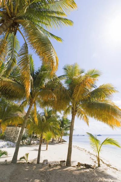 Caribbean Island paradise. — Stock Photo, Image