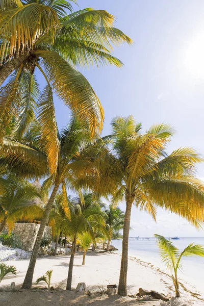 Île des Caraïbes paradis . — Photo