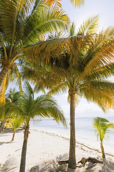 Île des Caraïbes paradis . — Photo