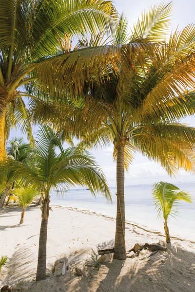 Caribbean Island paradise. — Stock Photo, Image