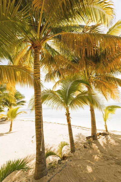 Île des Caraïbes paradis . — Photo