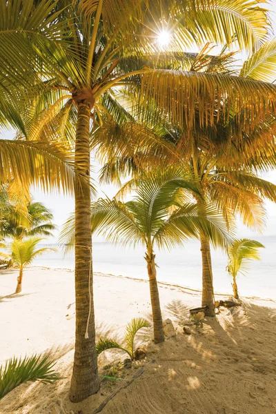 Karayipler ada cenneti. — Stok fotoğraf