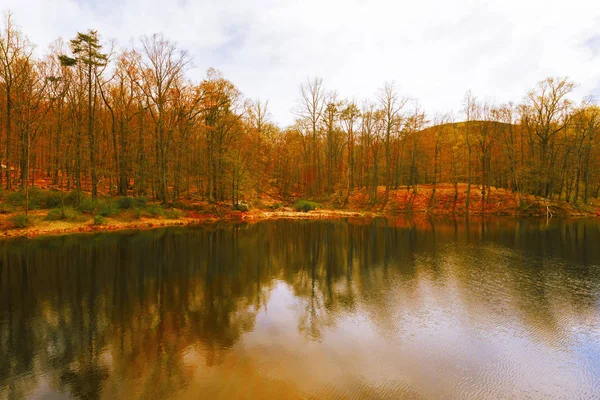 美しい森の湖. — ストック写真