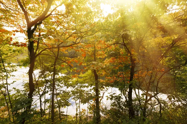 Hermoso lago bosque. — Foto de Stock