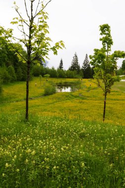 Berchtesgaden Milli Parkı.