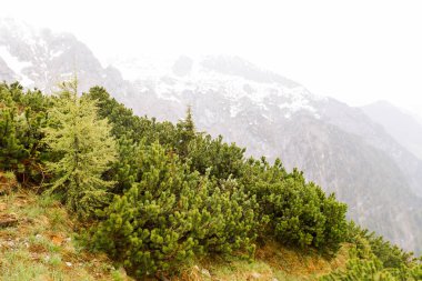 Berchtesgaden Milli Parkı.
