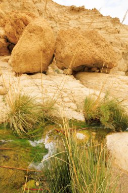 Ein Gedi Doğa Koruma Alanı.