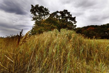 sonbahar manzarası.