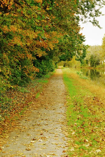 Skogslandskap. — Stockfoto