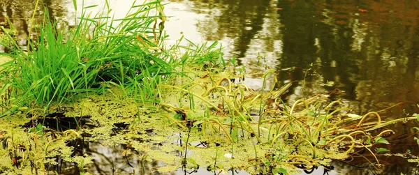 Forest landscape. — Stock Photo, Image