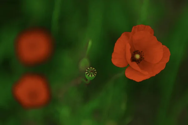 Flores de papoula . — Fotografia de Stock