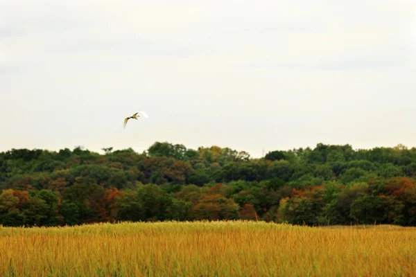 Paisaje de otoño . —  Fotos de Stock