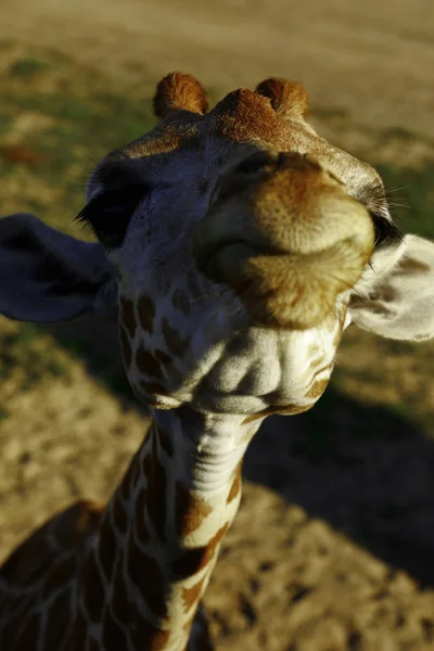 Giraffe обличчя . — стокове фото