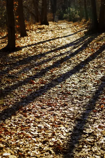 Paisaje de otoño . —  Fotos de Stock