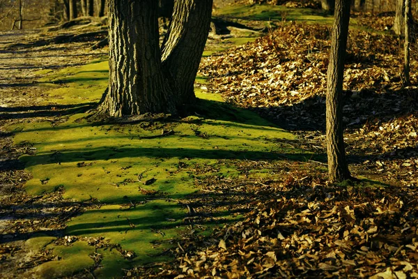 Paysages d'automne . — Photo