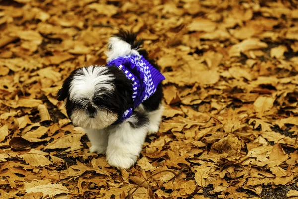 Shih Tzu puppy in the fallen leaves. — Stock Photo, Image