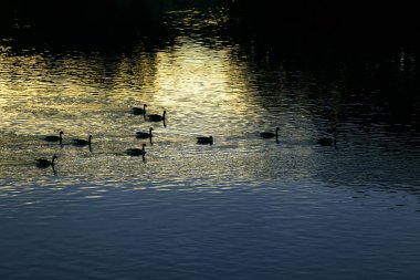 Sonbahar günbatımı Nehri üzerinde.