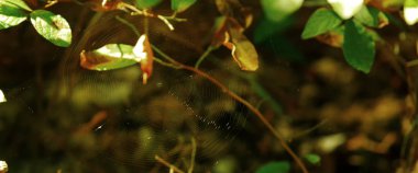 Sonbahar yapraklarının parlak renkleri.