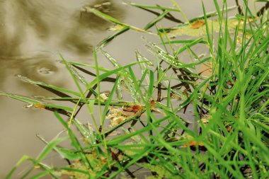 Parlak Sonbahar yaprak renklerini görüntüle.