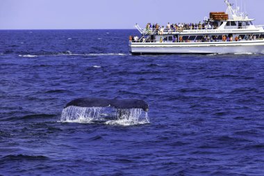 Atlantik açıklarında balina izleme deneyimi.