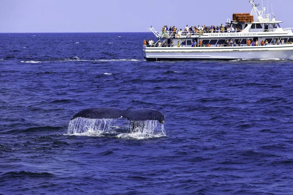 Whale Watching Experience Coast Atlantic — Stock Photo, Image