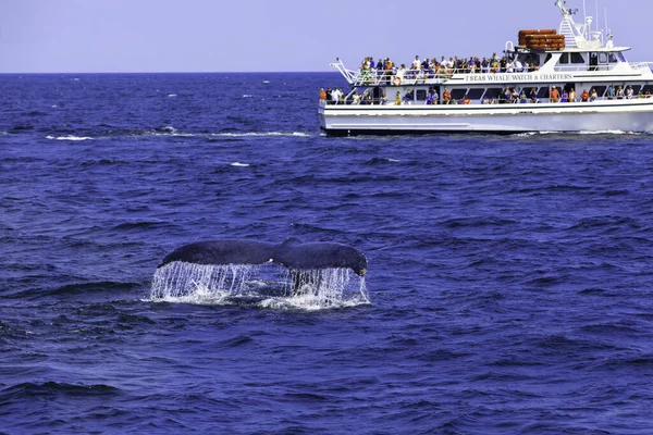 Walbeobachtung Vor Der Küste Des Atlantiks lizenzfreie Stockbilder