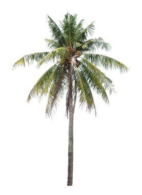 Hindistan cevizi ağacı, beyaz arka plan üzerinde izole