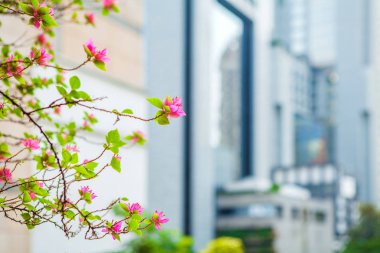 büyük şehir arka planda küçük pembe çiçek