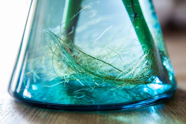 Raiz da planta aquática em frasco de vidro de água azul — Fotografia de Stock