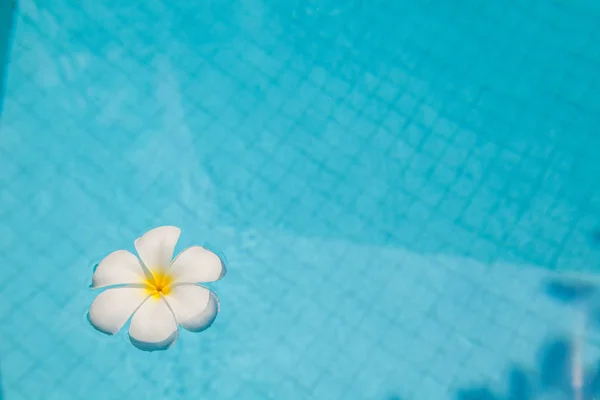 Flor de Frangipani en la piscina — Foto de Stock