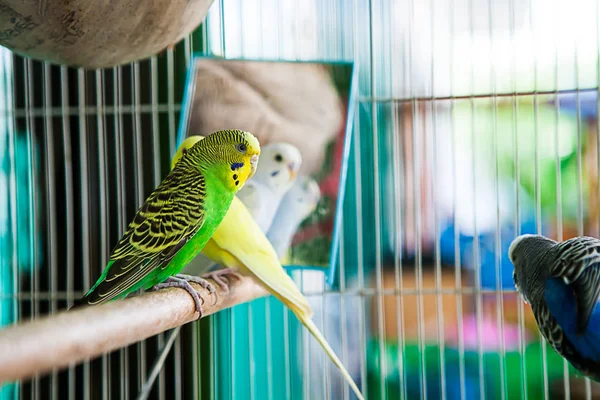 Budgerigar sulla gabbia. Parrocchetto Budgie in gabbia per uccelli.Pappagallo — Foto Stock