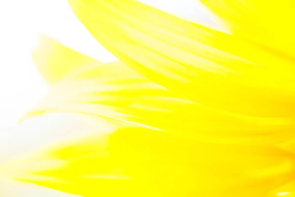 Arte abstrata de pétalas de girassol cor amarela — Fotografia de Stock