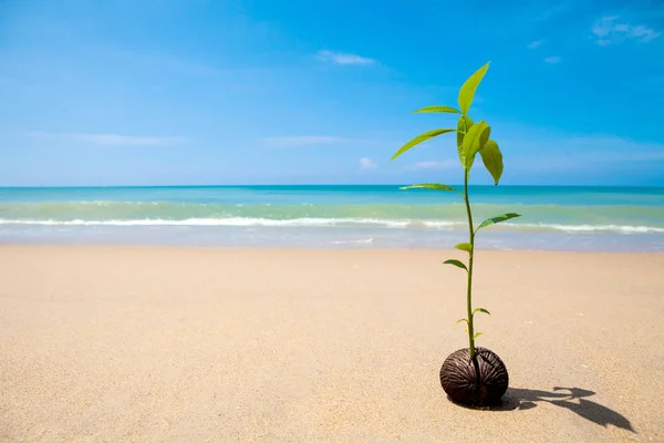 Growing on the beach,Sprout of pong pong tree Suicide tree, Pong — Stock Photo, Image