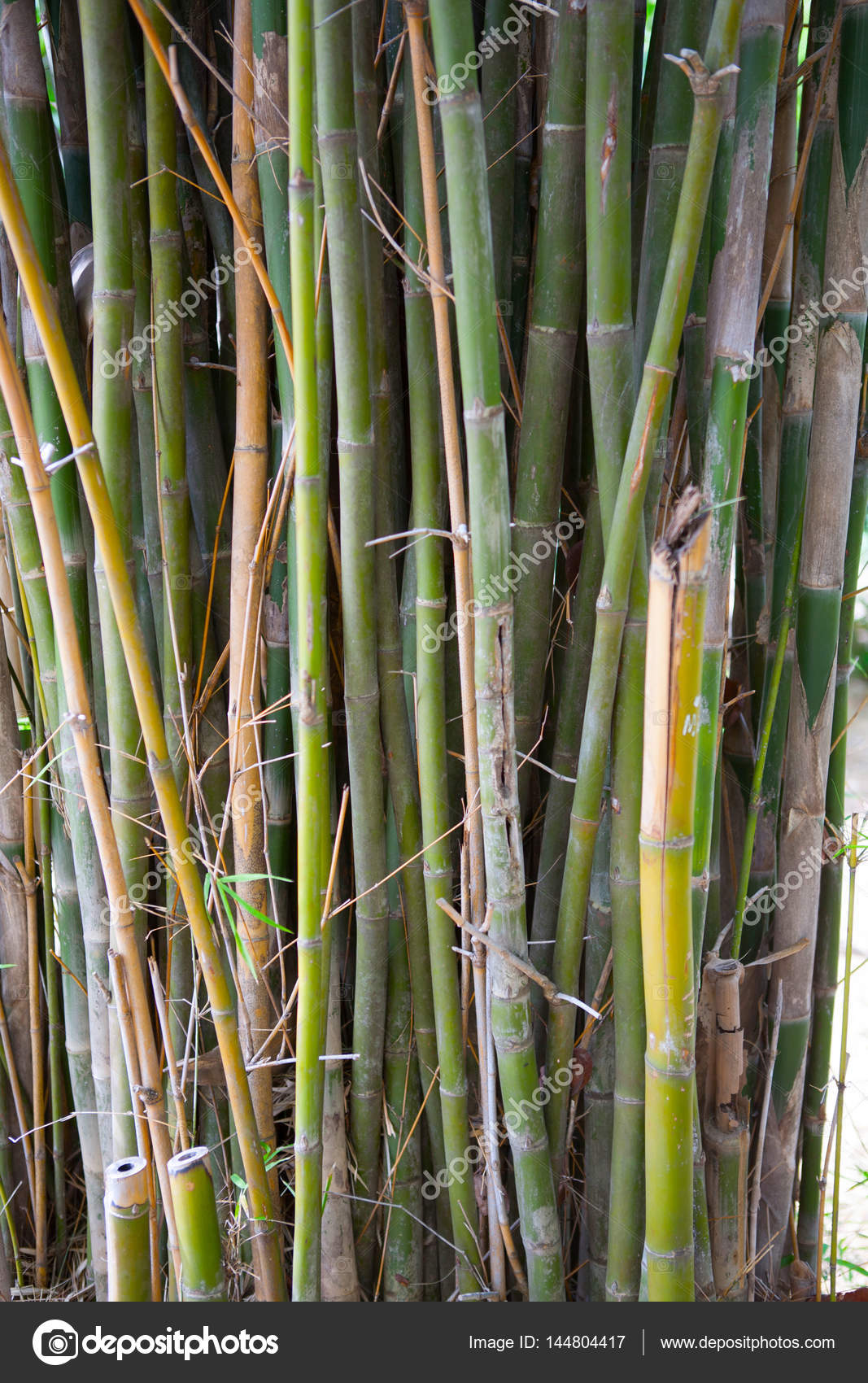 Floresta de  bambu  amarelo fundo natural  Stock Photo 