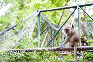 Maymun kafesi dışında