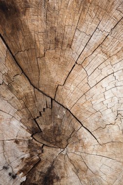 ağaç kütüğünün dokusu