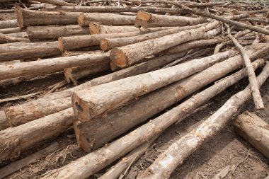 Yığılmış tik ağacı ahşap günlükleri arka plan