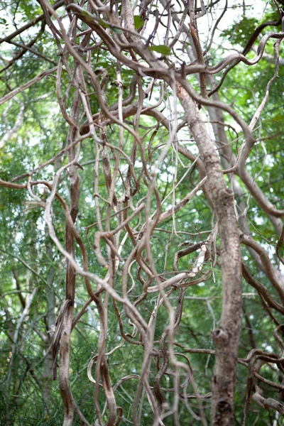 Vinhas em conserva da natureza — Fotografia de Stock