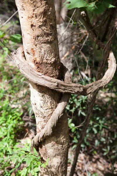 Vine liana tie up around tree horizontal background — Stock Photo, Image