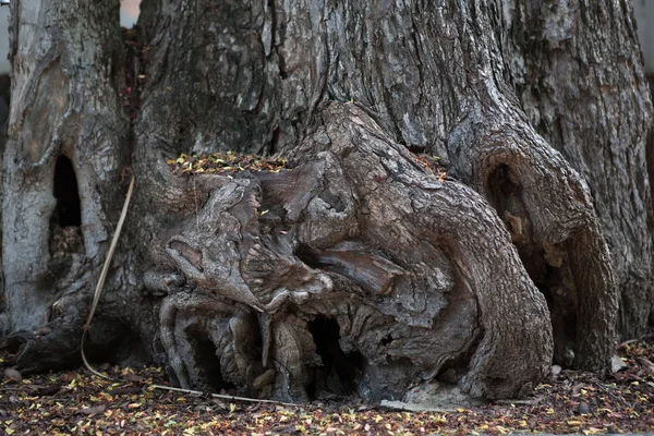 Tree stub and root — Stock Photo, Image